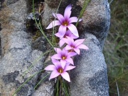Romulea rosea